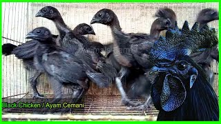 why ayam cemani chickens are so expensive  so expensive  ayam cemani chicks  ayam cemani business [upl. by Westerfield801]