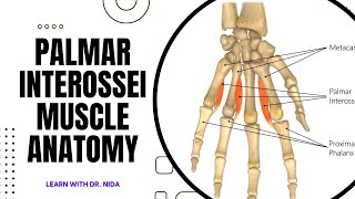 Palmar Interossei Muscle Anatomy  Anatomy Lecture Series [upl. by Enimajneb]