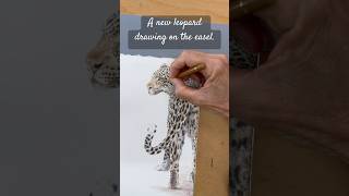 A new leopard drawing is taking shape slowly and steadily I love to draw these stunning animals [upl. by Negaet]