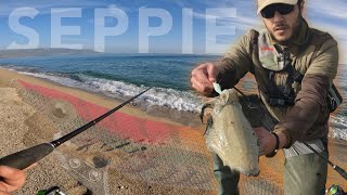 EGING  SEPPIE BIG e Pesca al POLPO a SPINNING dalla spiaggia con totanare economiche [upl. by Idonah736]