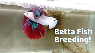 Basics of Betta fish Breeding  Easy way to Breed Your Betta fish [upl. by Willdon]