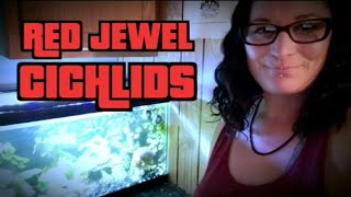 Red Jewel Cichlids Info amp care [upl. by Ahsoet]