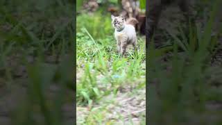 Harimau putih like subscribe cat [upl. by Yeldarb]