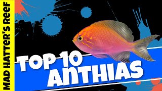 Top 10 Anthias for Your Reef Tank [upl. by Attesor]