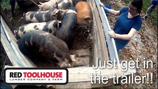 Ep55Loading hogs  my most stressful time on the homestead [upl. by Methuselah]