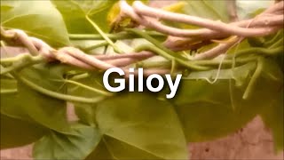 Giloy ka churan गिलोय का चूर्ण [upl. by Lechner336]