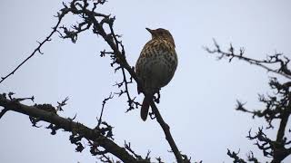 Song Thrush singing in December sound only [upl. by Elacsap]