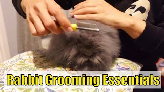 Lionhead Rabbit Grooming 101 plus rabbit humour and songs lionheadrabbit rabbitgrooming [upl. by Tobit880]