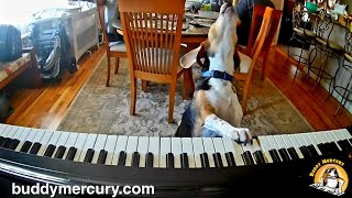 💘 My Furry Valentine 💘 Featuring Buddy Mercury Piano Dog [upl. by Carmelo]