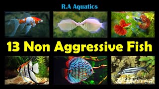 13 Non Aggressive Fish for Fish Tank  13 Non Aggressive Fish [upl. by Yelahs455]