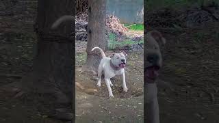 Smoki 👑❤ pitbulls white aggressive youtubeshorts viralshorts [upl. by Sherer969]