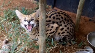 A day with the Servals and Caracals [upl. by Ailecec]