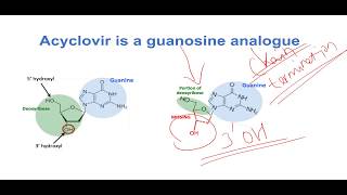 Mechanism of Action of Acyclovir [upl. by Hardigg]