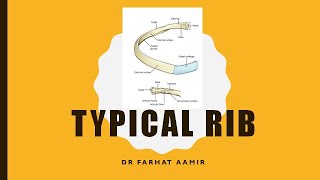 Typical Rib [upl. by Atnuahs]