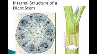 Plant Parts and Functions [upl. by Ellary]