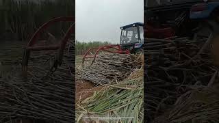 Use A Tractor Equipped With A Clamping Device To Collect And Load Sugarcane Easily [upl. by Eenobe]