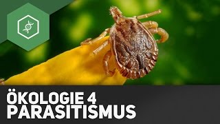 Parasitismus – Ökologie 4 [upl. by Kcirred468]