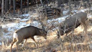 Mule deer in Colorado [upl. by Nirmak]