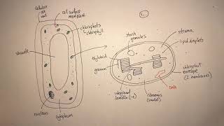 A Level Biology Photosynthesis Revision [upl. by Ecylla]