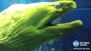 Swimming with Thomas the Green Moray [upl. by Seiber]