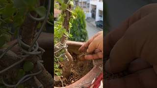 🌱Jade Plant Winter care tips🪴homegarding 🏡🧑‍🌾🪴🥰ytshots viralshorts [upl. by Suivat]