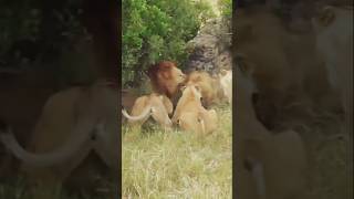 Territoriality Lions are highly territorial and occupy the same area for generations [upl. by Jegger]