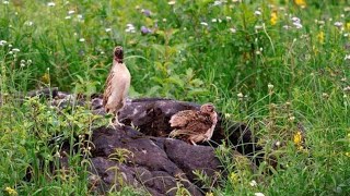 common Quail male  Bater ki Awaaz 2024 [upl. by Lough915]