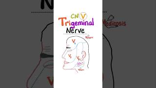 Trigeminal Nerve  5th Cranial Nerve CN V  Neuroanatomy anatomy physiology biology science [upl. by Zinah]