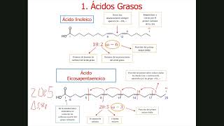 16Metabolismo Lipídico 1 Estructura de lípidos [upl. by Eive]