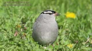 Whitecrowned Sparrow in Maine [upl. by Nodnas898]