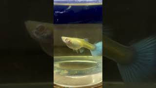 Live guppy breeding☺️Guppy fish giving birth shortsguppyfishlivebirthvlogguppyfish pets [upl. by Neeloc]