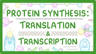 How are Proteins Made  Transcription and Translation Explained 66 [upl. by Ekalb]