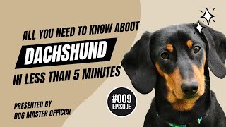 Discover the DACHSHUND Unveiling the Breeds History amp Unique Characteristics [upl. by Bor]