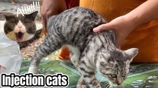 The kitten is very sick action of injection cats💜❤️️💜 [upl. by Dillie]