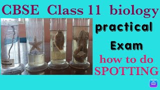 Class 11 biology practical  How to do SPOTTING  Spotting  animal specimens [upl. by Heddi]