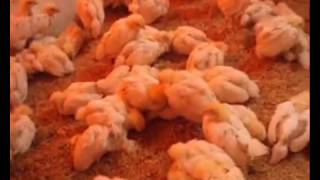 GUMBORO IBD POULTRY DISEASE clinical signs [upl. by Nivanod]