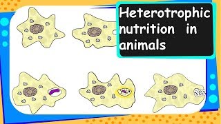 Biology – Heterotrophic Nutrition in Animals  Life Processes  Part 5 – English [upl. by Rivera]