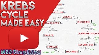 KREBS CYCLE MADE SIMPLE  TCA Cycle Carbohydrate Metabolism Made Easy [upl. by Anaihk]