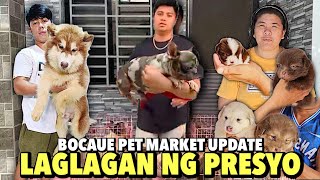 SOBRANG MURA NG MGA FRENCH BULLDOG NG DampB PET MARKET  BOCAUE PET MARKET UPDATE  NOVEMBER 15 2024 [upl. by Annadiana190]