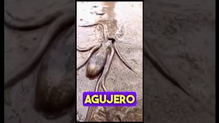 PULPO GIGANTE se introduce en AGUJERO DIMINUTO 🐙🕳️🤯 pulpo criaturasmarinas animales oceano [upl. by Bernt]