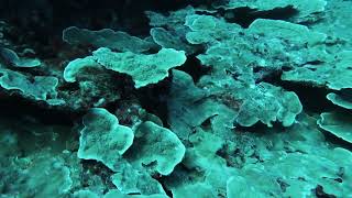 SCUBA Diving and Seascaping at Lakshadweep [upl. by Winters929]