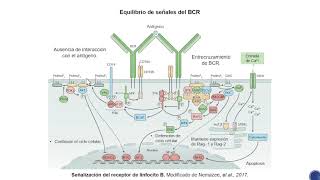 Desarrollo de linfocitos B  Parte 6 [upl. by Ardnuahs]