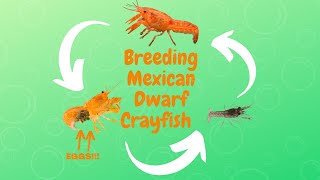 Crayfish Babies How to Breed Mexican Dwarf Crayfish [upl. by Nylaj918]