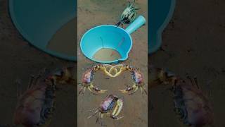 Survival DIY Creative Underground Crab Trapping Technique survival crabtrap survivalskills [upl. by Esten206]