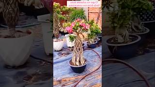 Amazing Adenium Plant Growing Method [upl. by Ailima]