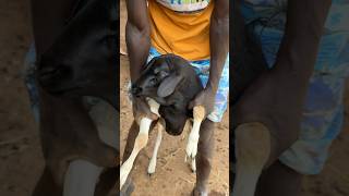 Sheep treatment ratzonfarm animals viralvideo [upl. by Etnasa233]