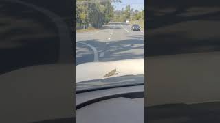 Taking a massive locust for a drive locusts [upl. by Belloir]