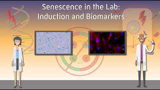 Senescence in the Lab Induction and Biomarkers [upl. by Liatrice]