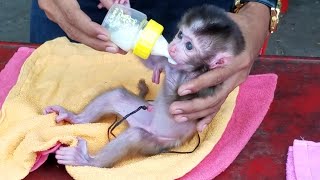 Congratulation now orphan newborn monkey can drink milk She get better [upl. by Maisie284]