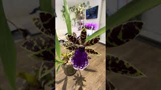 Zygopetalum Volcano Queen quotTropic Housequot 10 month follow up growingorchids orchidculture [upl. by Norved]